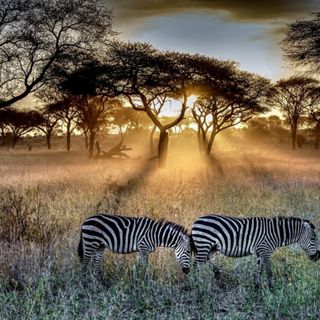 Esplorando il parco nazionale del Serengeti: Una meraviglia naturale