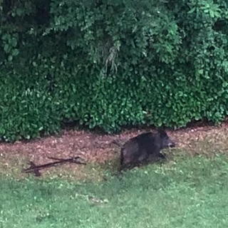 Cinghiali nel Verbano: proseguono le scorribande e si moltiplicano gli avvistamenti