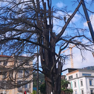 Stresa, addio al secolare cedro di villa Ducale