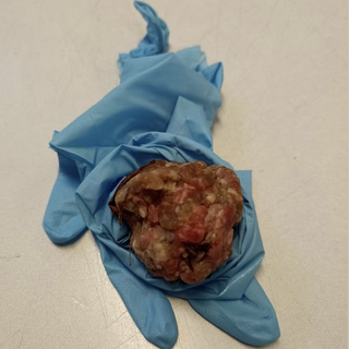 Polpette avvelenate in città, il sindaco Morandi invita a prestare  la massima attenzione
