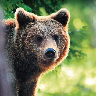 Un libro sulla convivenza tra orso e uomo
