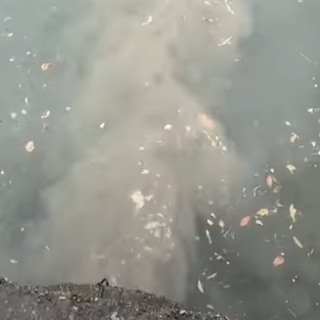Lungolago di Omegna sotto controllo dopo segnalazioni di inquinamento VIDEO
