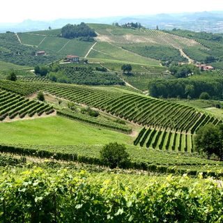 In Piemonte la sesta conferenza mondiale del turismo enologico
