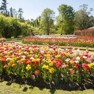 Villa Taranto, preparatevi alla meraviglia FOTO