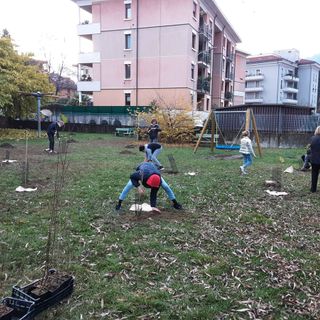 Continua la campagna di nuove piantumazioni a Verbania