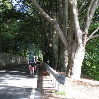 "Stop al taglio dei faggi secolari sulla strada panoramica Baveno–Levo–Gignese"
