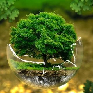 Insieme per l'ambiente: una giornata di pulizia del bosco di Cavandone