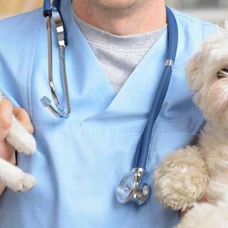 L’assessore Caucino inaugura l’ambulatorio veterinario sociale