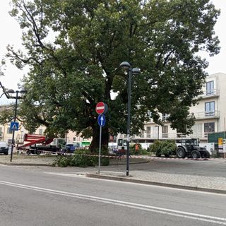 Il Canforo di piazza Gramsci è malato: al via l'intervento di risanamento FOTO