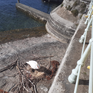 Pallanza, una o due volpi hanno ucciso mamma cigno e portato via le uova