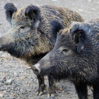 Consiglio Regionale aperto sulla peste suina in Piemonte