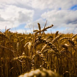 Ucraina, Coldiretti: &quot;Con la guerra, stop a un terzo del mercato mondiale del grano&quot;