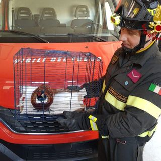 Un fagiano bloccato all'interno del supermercato Tigros salvato dai Vigili del fuoco