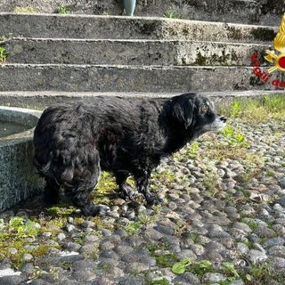 Cane cieco cade in un dirupo, salvato dai vigili del fuoco   VIDEO