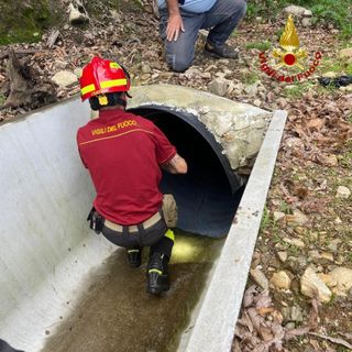 Capriolo incastrato in un cunicolo, liberato dai Vigli del fuoco