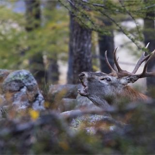 Dall’Ossola al Ticino: racconti di biodiversità