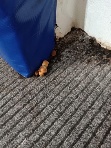 Funghi e muffe nella palestra del Forum Funghi e muffe nella palestra del Forum