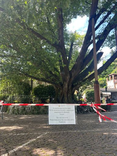 Villa Taranto, importante intervento di potatura per la quercia monumentale