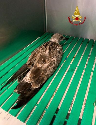 Vigili del fuoco volontari di Stresa salvano un gabbiano reale ferito