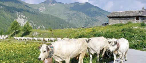 Il Consorzio di Tutela della Razza Piemontese premiato per qualità e sostenibilità