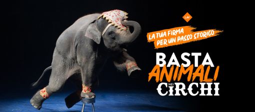Stop agli animali nei circhi: anche nel Vco i tavoli per firmare la petizione