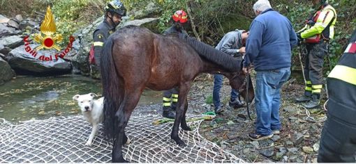 Puledro salvato da un elicottero dei vigili del fuoco dopo un volo di 100 metri VIDEO Puledro salvato da un elicottero dei vigili del fuoco dopo un volo di 100 metri VIDEO