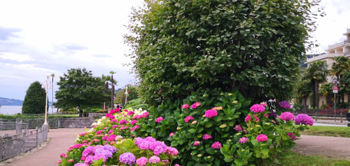 Festa della Croce Rossa Comitato di Stresa Festa della Croce Rossa Comitato di Stresa