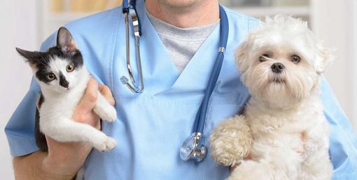 L’assessore Caucino inaugura l’ambulatorio veterinario sociale L’assessore Caucino inaugura l’ambulatorio veterinario sociale