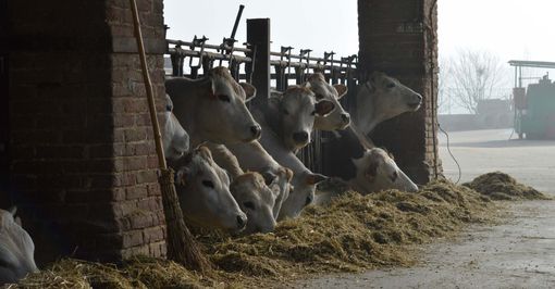 Coldiretti, razza piemontese: servono gli elementi per applicare legge contro pratiche sleali Coldiretti, razza piemontese: servono gli elementi per applicare legge contro pratiche sleali