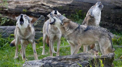 Avviato anche nel VCO il monitoraggio del lupo sull’arco alpino