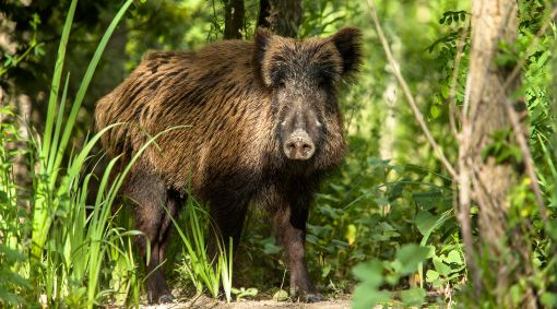 Coldiretti Piemonte, danni fauna selvatica: percentuale di risarcimento troppo bassa