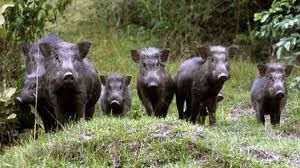 Fauna selvatica, Coldiretti: “Importante l'attenzione del Consiglio Regionale sul problema del contenimento” Fauna selvatica, Coldiretti: “Importante l'attenzione del Consiglio Regionale sul problema del contenimento”