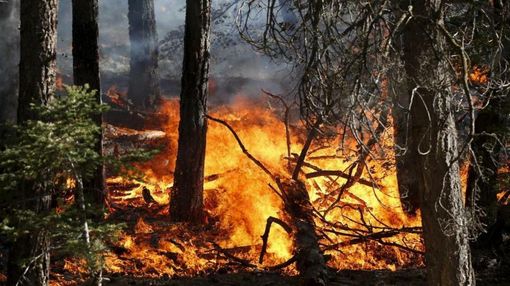 Incendi boschivi, in Piemonte scatta lo stato di massima pericolosità: ecco i divieti da rispettare Incendi boschivi, in Piemonte scatta lo stato di massima pericolosità: ecco i divieti da rispettare