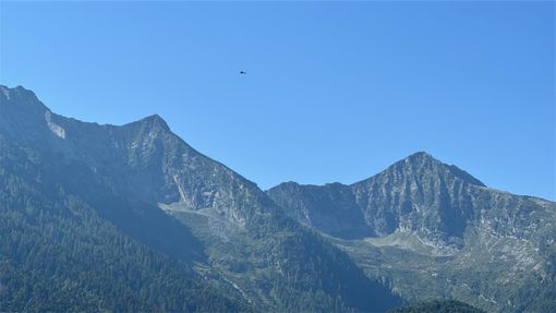Orso in Val Grande, i carabinieri forestali: &quot;Non si creino allarmismi, le forze dell'ordine sono presenti sul territorio&quot;