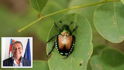 Popilia Japonica, Bongioanni: "Bando da 2 milioni di euro per salvare con reti e protezioni la produzione florovivaicola"