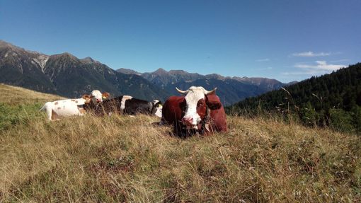 Il comitato allevatori del Vco entra nel coordinamento nazionale Conapi