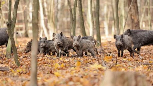 Nel 2023 più che triplicati gli abbattimenti di cinghiali Nel 2023 più che triplicati gli abbattimenti di cinghiali