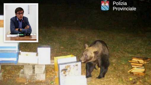 L'orso ripreso a Trontano, nel riquadro Luigi Spadone L'orso ripreso a Trontano, nel riquadro Luigi Spadone