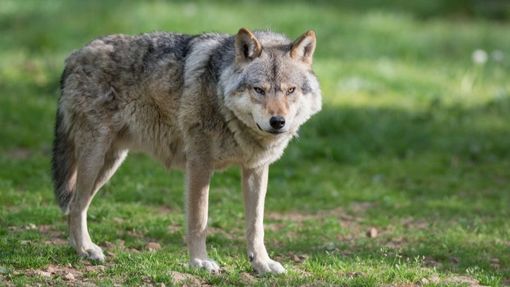 Coldiretti Piemonte, lupo: subito indennizzi a sostegno delle imprese Coldiretti Piemonte, lupo: subito indennizzi a sostegno delle imprese