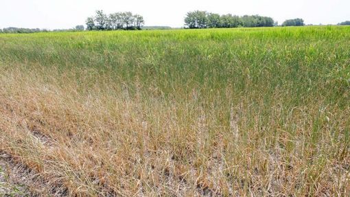 Siccità in Piemonte, Coldiretti chiede lo stato di calamità naturale Siccità in Piemonte, Coldiretti chiede lo stato di calamità naturale