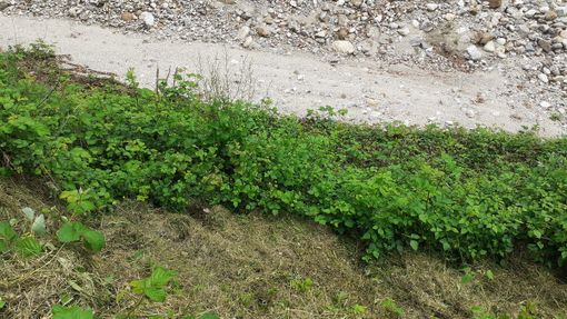 Rifiuti organici gettati nel greto della Fiumetta Rifiuti organici gettati nel greto della Fiumetta