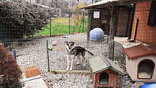 Canile municipale: la gestione riaffidata alla Cooperativa sociale “Il Sogno”