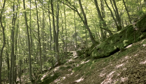 Oggi è la Giornata internazionale delle foreste 2021 VIDEO Oggi è la Giornata internazionale delle foreste 2021 VIDEO