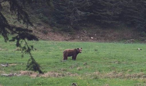 Un orso fotografato in Vigezzo, ma è una fake news