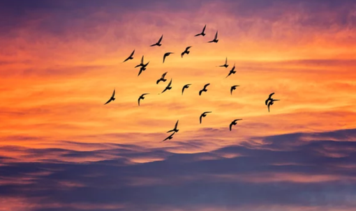 Giornata Mondiale: si celebra il legame tra natura e cultura attraverso la migrazione degli uccelli