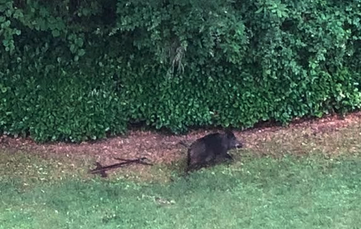 Cinghiali nel Verbano: proseguono le scorribande e si moltiplicano gli avvistamenti Cinghiali nel Verbano: proseguono le scorribande e si moltiplicano gli avvistamenti