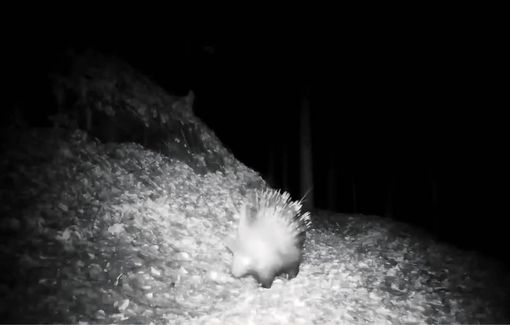 Istrice avvistato in una valle dell’Ossola: primo riscontro certo nel Nord Piemonte Istrice avvistato in una valle dell’Ossola: primo riscontro certo nel Nord Piemonte