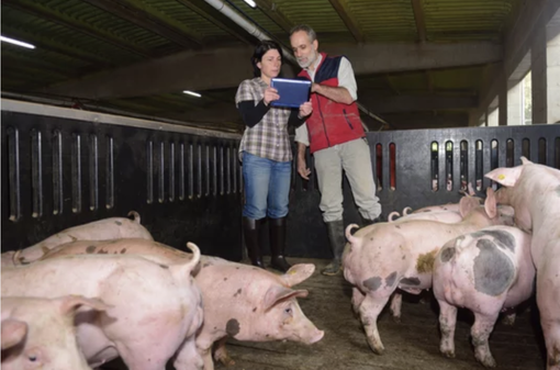 ''Peste Suina, serve un cambio di passo per evitare di abbattere senza motivo migliaia di maiali sani'' ''Peste Suina, serve un cambio di passo per evitare di abbattere senza motivo migliaia di maiali sani''