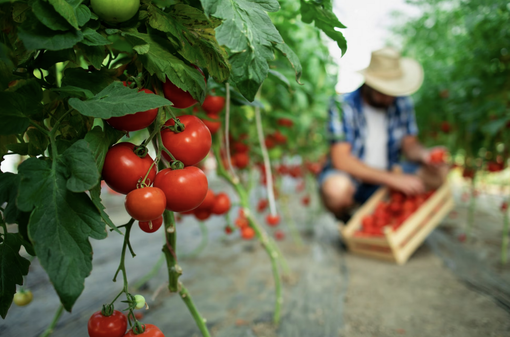 L’agricoltura piemontese si mette in moto: “Ora basta attese”