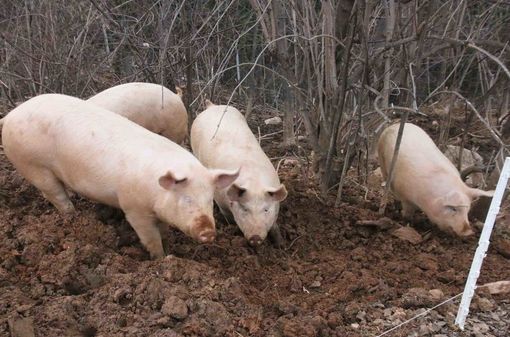 Biosicurezza allevamenti suini: aumentata la dotazione finanziaria a 8,6 milioni di euro